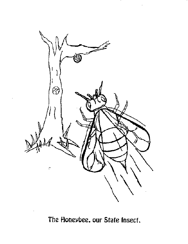 insect-C.gif (11798 bytes)